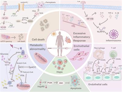 The pathogenesis and therapeutic strategies of heat stroke-induced myocardial injury